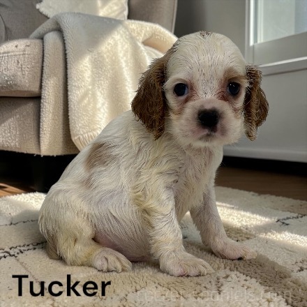 puppy, for, sale, Cocker Spaniel, Joe & Cherri  Overlease, dog, breeder, Miller, MO, dog-breeder, puppy-for-sale, forsale, nearby, find, puppyfind, locator, puppylocator, aca